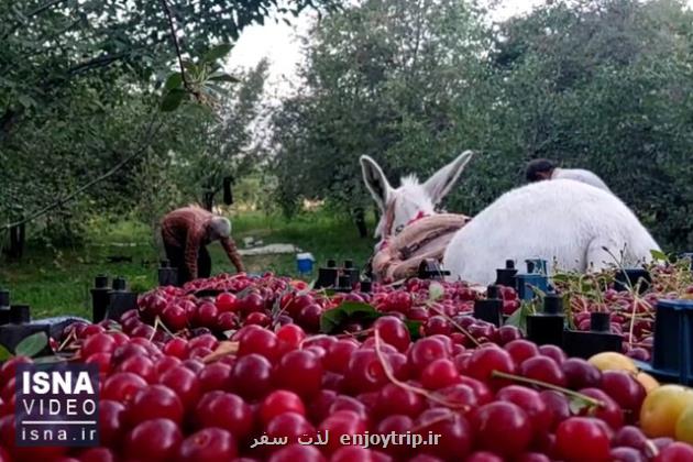 ویدیو، ملایر قطب تولید آلبالو